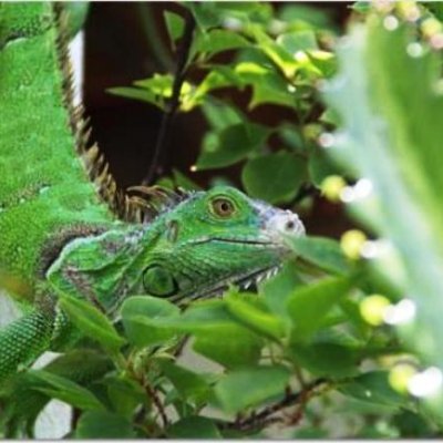 Beauty by Belize - Luxury by Design - Extraordinary Tropical Gardens – A Feast for the Eyes and Senses